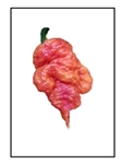 A  red orange super hot Death Spiral pepper plant