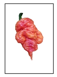 A  red orange super hot Death Spiral pepper plant
