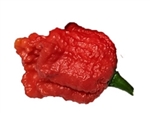 A  red super hot Dragon's Breath pepper plant