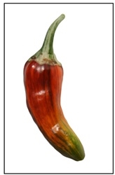 Fish Pepper a colorful striped peppers for your garden