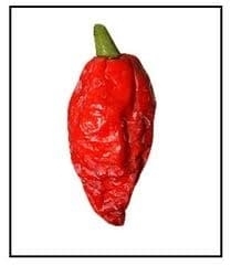 A ripe super-hot  Bhout Jolokia Ghost  Pepper  pepper.