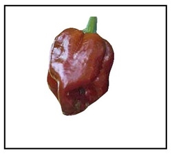Chocolate Habanero Pepper dark brown lantern-shaped superhot pepper