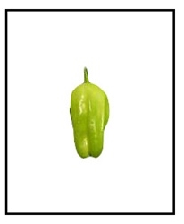 Fresh Greek Golden Pepperoncini peppers ready for harvest