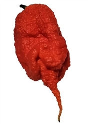 A super hot Primotalii Pepper with a  long red tail