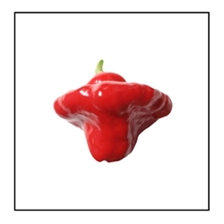 A Scotch Bonnet Jamaican Red Pepper that can add a bright red color to your garden