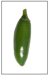 A Fresh Mexican Serrano pepper green in color