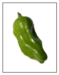 A  green  Japanese Shishito pepper